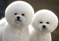 比熊后腿比前腿长吗(为什么)