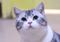 猫喜欢什么玩具(是怎么样的玩具)