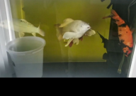 锦鲤鱼池水浑浊怎么处理(解决方法)