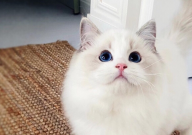 布偶猫两个月能不能看出品相（好坏）