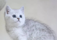猫养的熟吗(养熟了的几种表现)