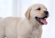 拉布拉多冬天洗澡会不会感冒（怎么洗澡）