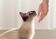 暹罗猫是最忠诚的猫吗(真的吗)