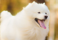 萨摩耶纯种和不纯种的区别(是什么)