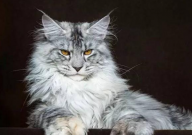 缅因猫在哪里可以买到（正品）