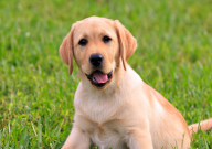 拉布拉多犬和土狗的区别（在哪）