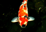 锦鲤养六条好吗(风水好吗)