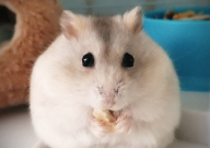 仓鼠能吃面吗(面粉做的食物)