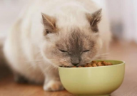 猫粮是什么（意思）