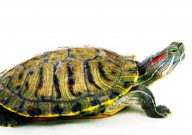 巴西龟冬眠多久(才会醒)