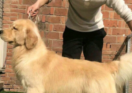 金毛真的能听懂人话吗（很聪明吗）