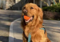 金毛可以吃鱼肉吗（为什么）