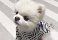 博美犬的特点（是什么）
