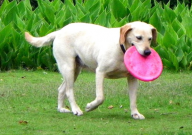 拉布拉多可以吃饼干吗（为什么）