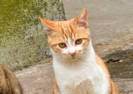 家里可以养两只猫吗(吉利吗)