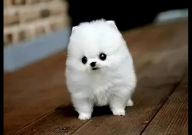 一只茶杯犬多少元（最便宜的）