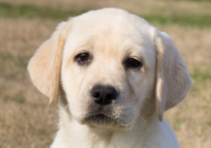 拉布拉多可以吃油吗（有营养吗）