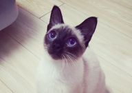 暹罗猫容易患哪些先天疾病（症状）