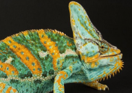 变色龙吃蟑螂吗(吃不吃)