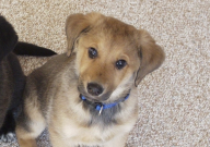 杨凌宠物店在哪里(有没有)