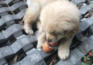 金毛可以吃鸡蛋壳吗（幼犬）