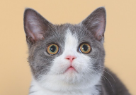 学生养猫好还是养狗好(适合)