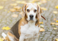 比格犬如何训练(注意事项)