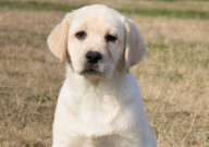 拉布拉多犬的性格特点(全面分析)