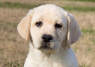 拉布拉多死前症状（表现）