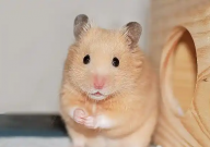 仓鼠能喝纯净水吗(为什么)