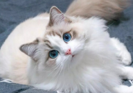 布偶猫刚到家要注意什么（事项）