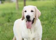 拉布拉多犬能吃米饭吗（为什么）