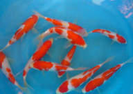 锦鲤鱼饲料配方大全（制作方法）