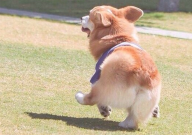 比熊和柯基哪个聪明(智商高)