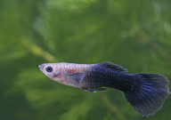 孔雀鱼吃鱼苗吗(会死吗)