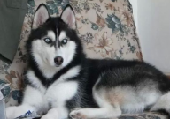 养哈士奇的好处(是什么)