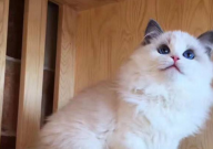 怎样避免猫睡在猫砂里(不让)