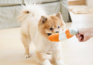 博美犬一天喂几次水(合适)