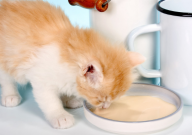 宠物猫能喝纯牛奶吗(会死吗)
