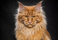 中国可以养缅因猫吗（现在）