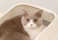 猫为什么自己就会用猫砂（拉屎）