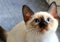 暹罗猫公母哪个更好养（区别）