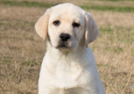 黑色拉布拉多犬怎么看纯不纯（品相）