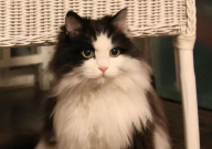 挪威森林猫吃什么(食物)
