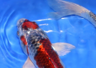 为什么养昭和锦鲤的少(为啥难养)