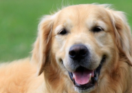 金毛犬公的好还是母的好(哪个好)
