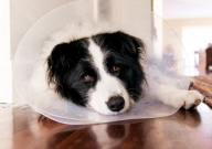 母狗绝育痛苦吗(会发生什么)