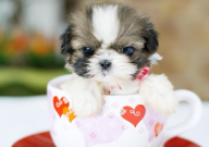 茶杯犬的习性（特性）