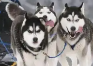 哈士奇是什么样的狗（狗类）