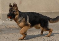 德国牧羊犬训练方法步骤(教程)